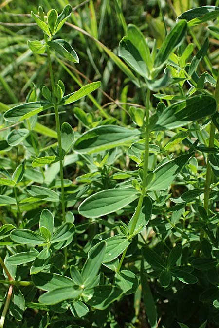 Hypericum desetangsii \ Gew�hnliches Bastard-Johanniskraut / Des Etangs' St. John's-Wort, D Otzberg 16.8.2025