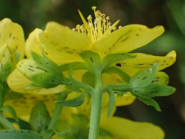 Hypericum desetangsii \ Gew�hnliches Bastard-Johanniskraut / Des Etangs' St. John's-Wort, D Otzberg 16.8.2025