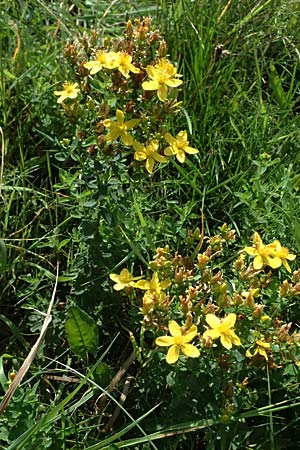 Hypericum desetangsii \ Gew�hnliches Bastard-Johanniskraut / Des Etangs' St. John's-Wort, D Otzberg 16.8.2025