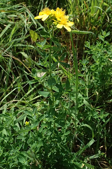 Hypericum desetangsii \ Gew�hnliches Bastard-Johanniskraut / Des Etangs' St. John's-Wort, D Otzberg 16.8.2025