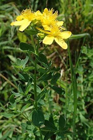 Hypericum desetangsii \ Gew�hnliches Bastard-Johanniskraut / Des Etangs' St. John's-Wort, D Otzberg 16.8.2025