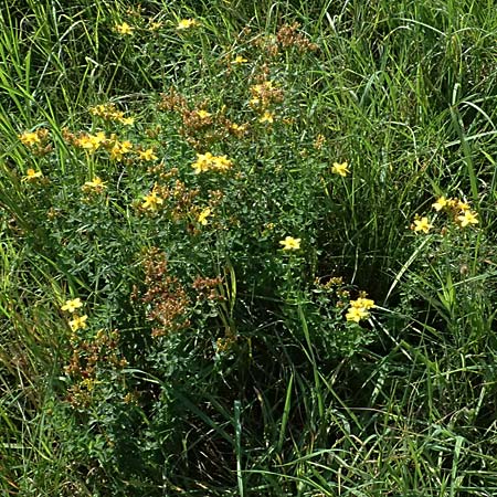 Hypericum desetangsii \ Gew�hnliches Bastard-Johanniskraut / Des Etangs' St. John's-Wort, D Otzberg 16.8.2025