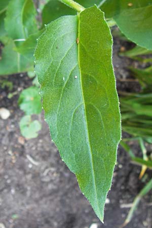 Hesperis matronalis \ Gew�hnliche Nachtviole / Dame's Violet, D Bruchsal 8.6.2013