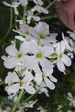 Hesperis matronalis \ Gew�hnliche Nachtviole / Dame's Violet, D Bruchsal 8.6.2013