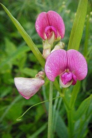 Lathyrus sylvestris \ Wald-Platterbse / Narrow-Leaved Flat Pea, D T&uuml;bingen 20.6.2015