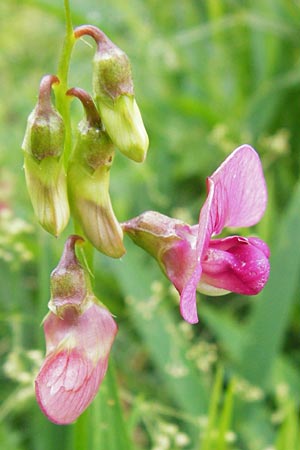 Lathyrus sylvestris \ Wald-Platterbse / Narrow-Leaved Flat Pea, D T&uuml;bingen 20.6.2015
