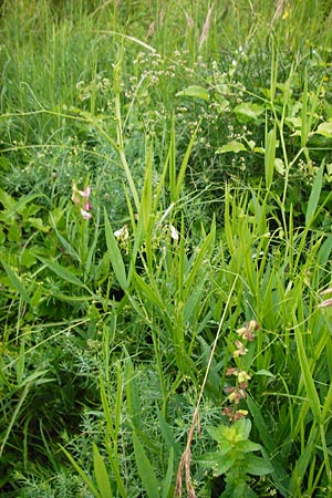 Lathyrus sylvestris \ Wald-Platterbse / Narrow-Leaved Flat Pea, D T&uuml;bingen 20.6.2015