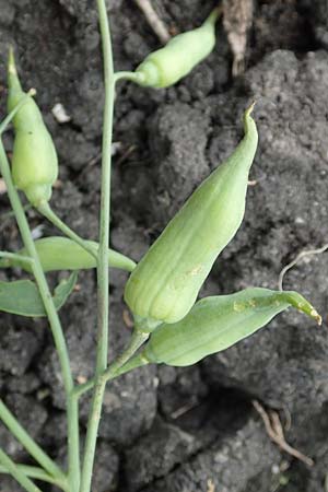 Raphanus raphanistrum subsp. raphanistrum \ Hederich, Acker-Rettich / Wild Radish, D B&uuml;rstadt 30.9.2016