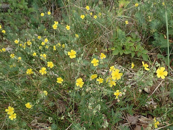 Helianthemum nummularium \ Kleinbl�ttriges Sonnenr�schen / Common Rock-Rose, D Schwetzingen 22.6.2018
