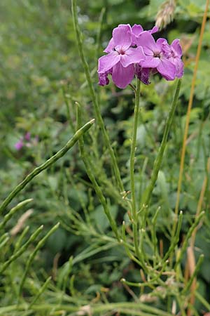Hesperis matronalis \ Gew�hnliche Nachtviole / Dame's Violet, D Beuron 26.6.2018