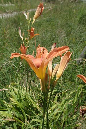 Hemerocallis fulva \ Gelbrote Taglilie / Common Day Lily, D Blaubeuren 27.6.2018