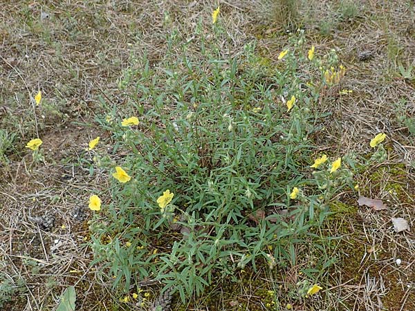 Helianthemum nummularium \ Kleinbl�ttriges Sonnenr�schen / Common Rock-Rose, D Seeheim an der Bergstra&szlig;e 12.6.2019