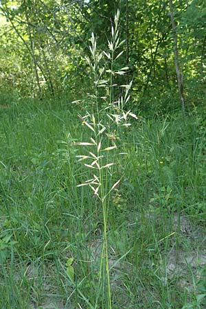 Helictotrichon pubescens, Downy Alpine Oat Grass