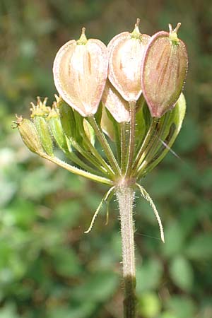 Heracleum sphondylium \ Wiesen-B�renklau / Hogweed, D Kaiserslautern 19.8.2020