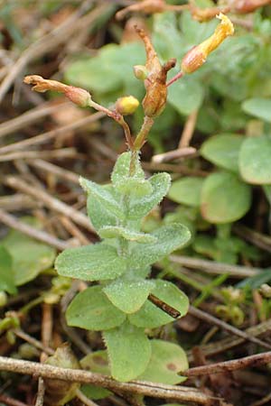 Hypericum elodes \ Sumpf-Johanniskraut / Marsh St. John's-Wort, D Elmpt 11.9.2020