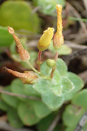 Hypericum elodes \ Sumpf-Johanniskraut / Marsh St. John's-Wort, D Elmpt 11.9.2020