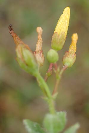 Hypericum elodes \ Sumpf-Johanniskraut / Marsh St. John's-Wort, D Elmpt 11.9.2020