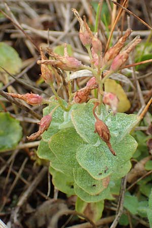 Hypericum elodes \ Sumpf-Johanniskraut / Marsh St. John's-Wort, D Elmpt 11.9.2020