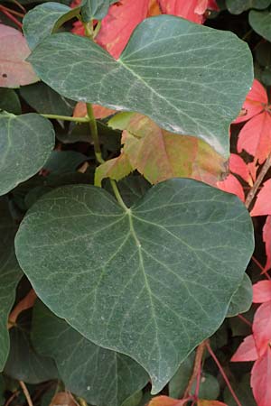 Hedera hibernica \ Irische Efeu, Gro�bl�ttrige Efeu / Irish Ivy, Atlantic Ivy, D Ludwigshafen 11.10.2020