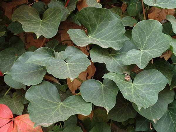 Hedera hibernica \ Irische Efeu, Gro�bl�ttrige Efeu / Irish Ivy, Atlantic Ivy, D Ludwigshafen 11.10.2020