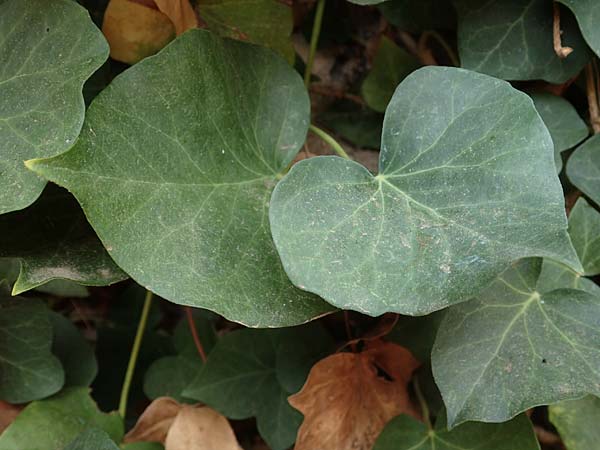 Hedera hibernica \ Irische Efeu, Gro�bl�ttrige Efeu / Irish Ivy, Atlantic Ivy, D Ludwigshafen 11.10.2020