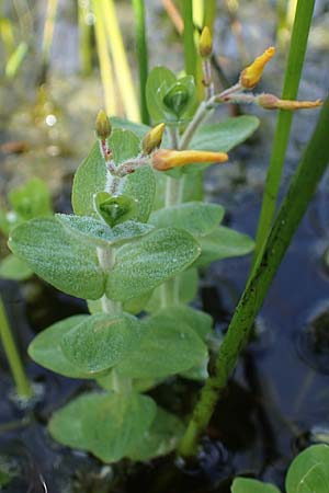 Hypericum elodes \ Sumpf-Johanniskraut / Marsh St. John's-Wort, D Elmpt 6.9.2021
