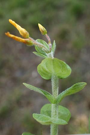 Hypericum elodes \ Sumpf-Johanniskraut / Marsh St. John's-Wort, D Elmpt 6.9.2021