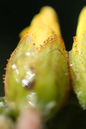 Hypericum elodes \ Sumpf-Johanniskraut / Marsh St. John's-Wort, D Elmpt 6.9.2021