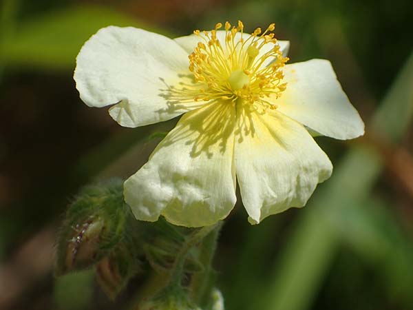 Helianthemum apenninum x canum \ Sonnenr�schen-Hybride / Hybrid Rock-Rose, D Th&uuml;ringen, K&ouml;lleda 15.6.2023