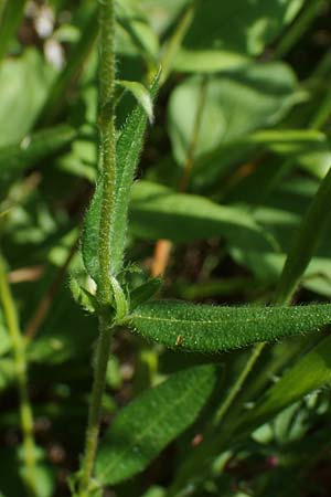 Helianthemum apenninum x canum \ Sonnenr�schen-Hybride / Hybrid Rock-Rose, D Th&uuml;ringen, K&ouml;lleda 15.6.2023