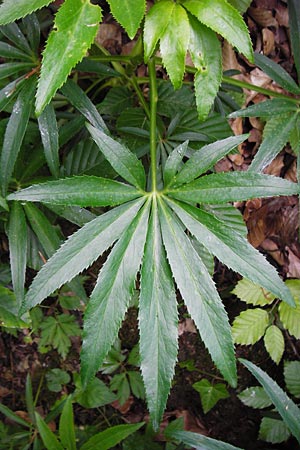 Helleborus foetidus, Stinkende Nieswurz Helleborus foetidus, Stinkende Nieswurz