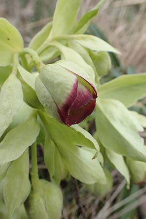 Helleborus foetidus \ Stinkende Nieswurz / Stinking Hellebore, D Neuleiningen 21.2.2016