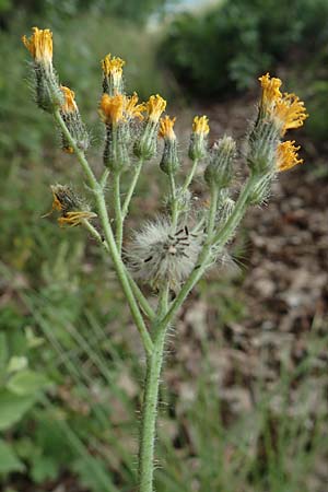 Hieracium fallax \ T�uschendes Habichtskraut / Hawkweed, D L&uuml;tzelbach 24.6.2017