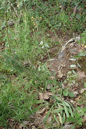 Hieracium fallax \ T�uschendes Habichtskraut / Hawkweed, D L&uuml;tzelbach 24.6.2017