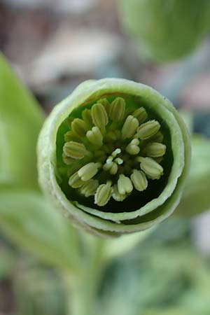 Helleborus foetidus \ Stinkende Nieswurz / Stinking Hellebore, D Mannheim-Pfingstberg 24.2.2020