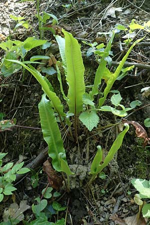 Asplenium scolopendrium \ Hirschzungen-Farn / Hart's-tongue, D Weinheim an der Bergstra&szlig;e 7.5.2020