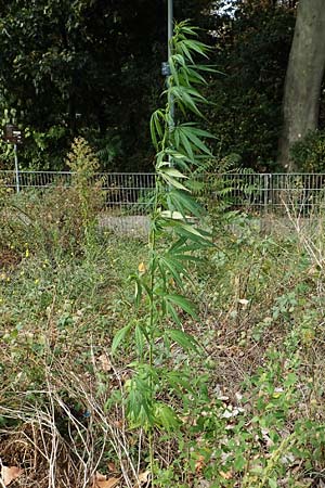Cannabis sativa \ Hanf / Hemp, D Mannheim 3.9.2020
