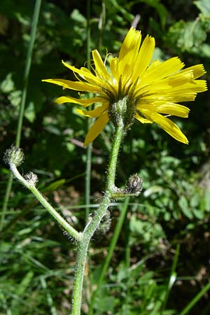 Hieracium glaucinum \ Fr�hbl�hendes Habichtskraut / Early Hawkweed, D Schwarzwald/Black-Forest, Feldberg 29.6.2008