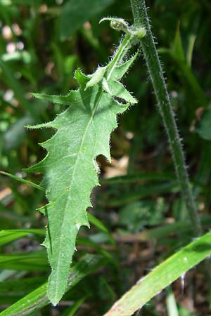 Hieracium glaucinum \ Fr�hbl�hendes Habichtskraut / Early Hawkweed, D Schwarzwald/Black-Forest, Feldberg 29.6.2008