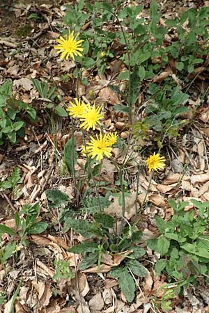 Hieracium glaucinum \ Fr�hbl�hendes Habichtskraut / Early Hawkweed, D Odenwald, Nieder-Beerbach 22.4.2016
