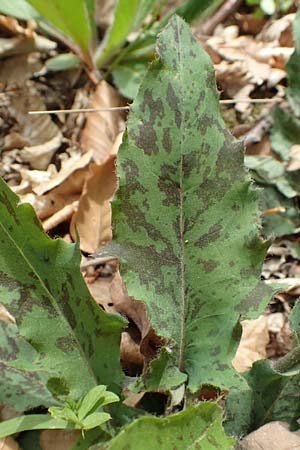 Hieracium glaucinum \ Fr�hbl�hendes Habichtskraut / Early Hawkweed, D Odenwald, Nieder-Beerbach 22.4.2016