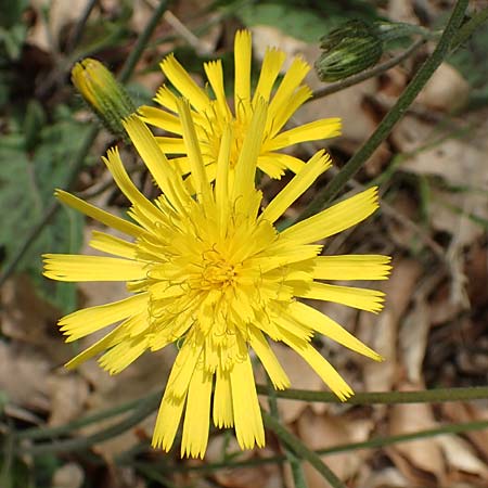 Hieracium glaucinum \ Fr�hbl�hendes Habichtskraut / Early Hawkweed, D Odenwald, Nieder-Beerbach 22.4.2016
