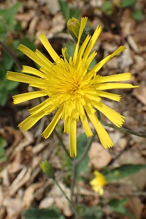 Hieracium glaucinum \ Fr�hbl�hendes Habichtskraut / Early Hawkweed, D Odenwald, Nieder-Beerbach 22.4.2016