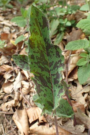 Hieracium glaucinum \ Fr�hbl�hendes Habichtskraut / Early Hawkweed, D Odenwald, Nieder-Beerbach 22.4.2016
