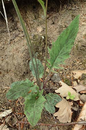 Hieracium glaucinum \ Fr�hbl�hendes Habichtskraut / Early Hawkweed, D Odenwald, Nieder-Beerbach 22.4.2016
