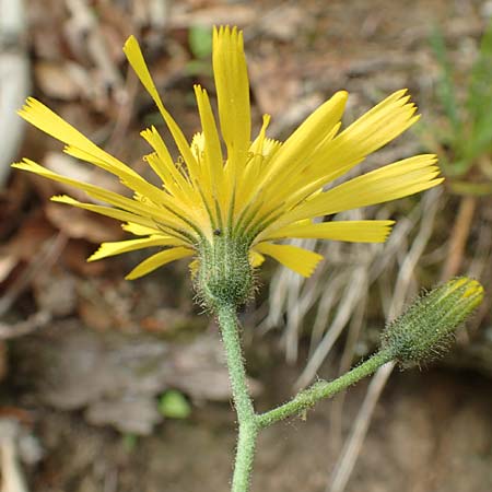 Hieracium glaucinum \ Fr�hbl�hendes Habichtskraut / Early Hawkweed, D Odenwald, Nieder-Beerbach 22.4.2016