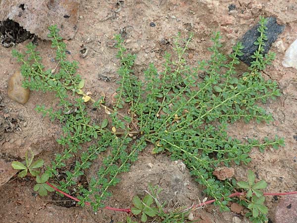 Herniaria glabra \ Kahles Bruchkraut / Rupture-Wort, D B&uuml;rstadt 30.9.2016