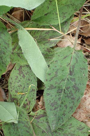 Hieracium glaucinum \ Fr�hbl�hendes Habichtskraut / Early Hawkweed, D Odenwald, Reichelsheim 16.6.2017