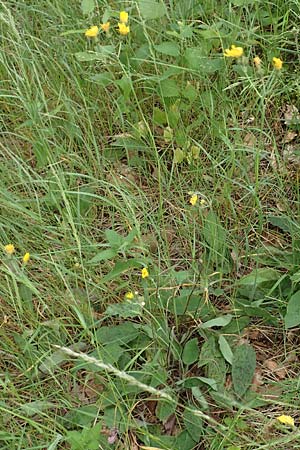 Hieracium glaucinum \ Fr�hbl�hendes Habichtskraut / Early Hawkweed, D Odenwald, Reichelsheim 16.6.2017
