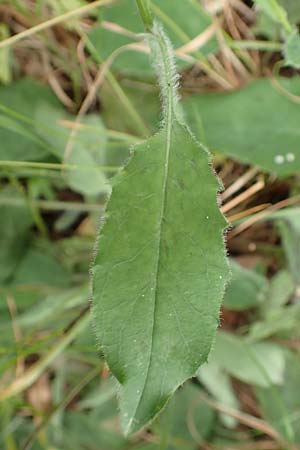 Hieracium glaucinum \ Fr�hbl�hendes Habichtskraut / Early Hawkweed, D Odenwald, Reichelsheim 16.6.2017